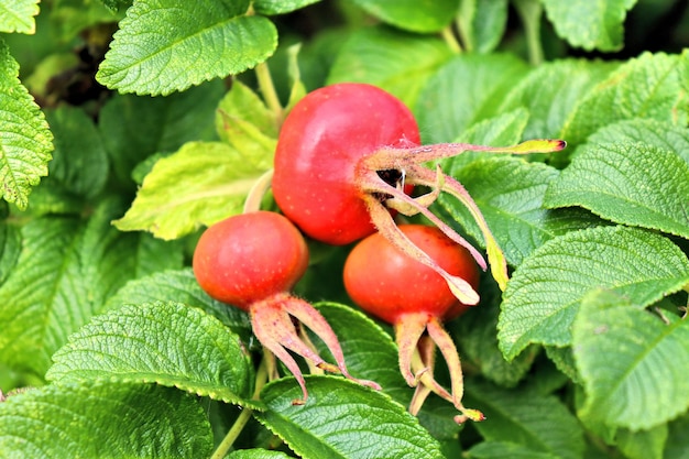 Rose hip bushes berries and pink flowers