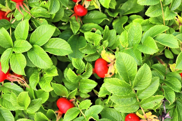 Rose hip bushes berries and pink flowers