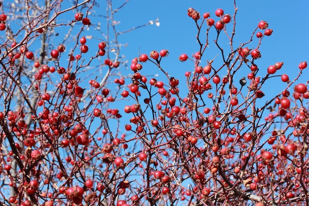 Rose Hip