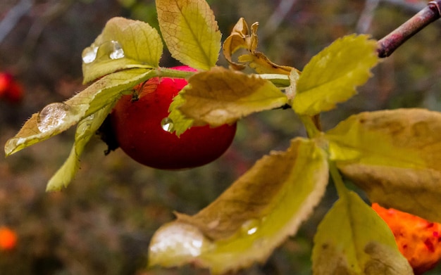 Foto rosa canina tra le foglie gialle d'autunno dopo la pioggia