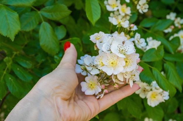 Photo rose hips bloom rosehip flowers in woman hand delicate pink flower