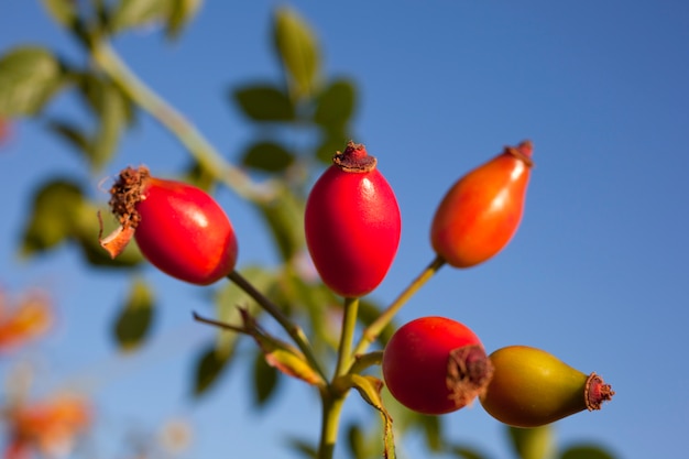 Foto rosa canina dai cespugli