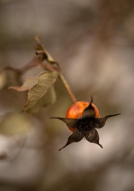 rose hips in winter, winter garden, wild rose macro