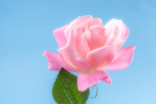 Foto rose in blauwe engelachtige hemelse en tedere mooie pink