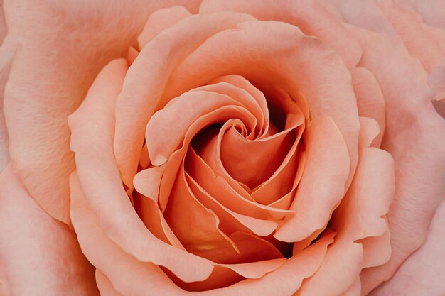 장미는 분홍색이며 중앙에 나선형이 있습니다.