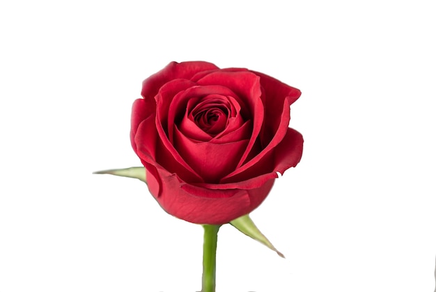 Rose Isolated On White Background