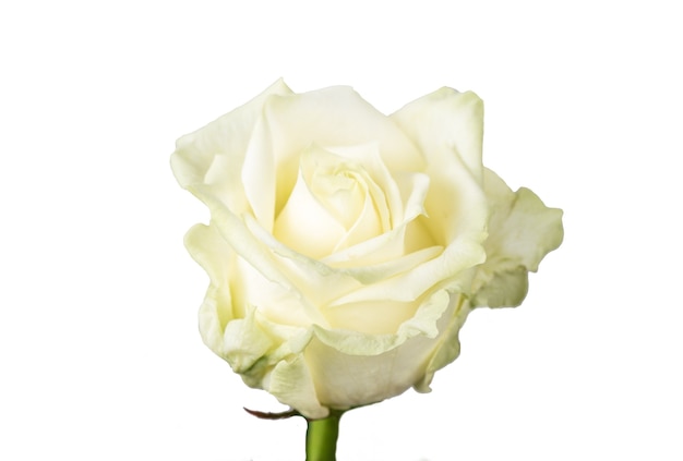 Rose Isolated On White Background