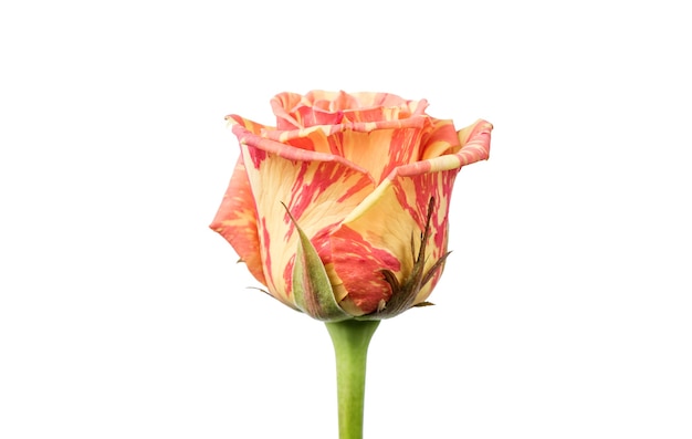 Photo rose isolated on white background