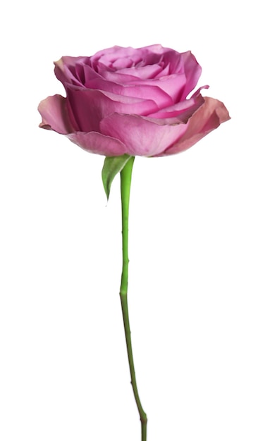 Rose isolated on white