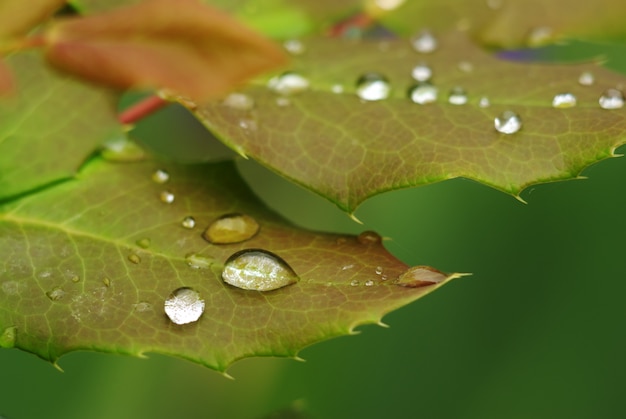 Rose leaf in dew