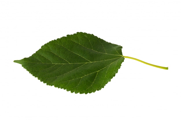 Photo rose leaf isolated on white background