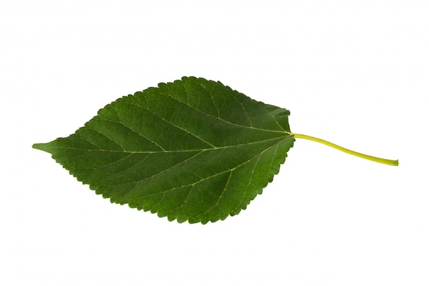 Rose leaf isolated on white background