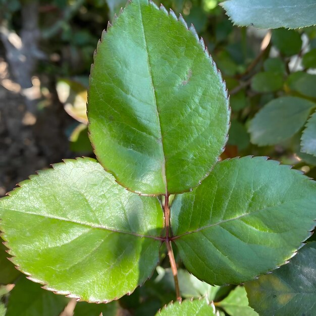 Photo rose leaf