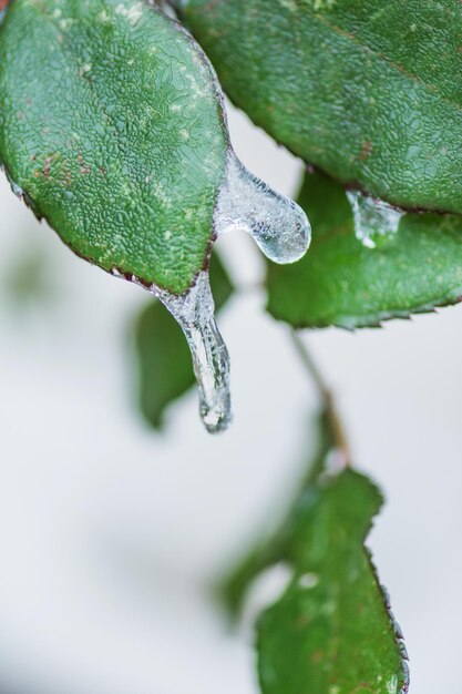 雪の中のバラの葉氷のようなバラの凍った葉の中の明るいバラの葉