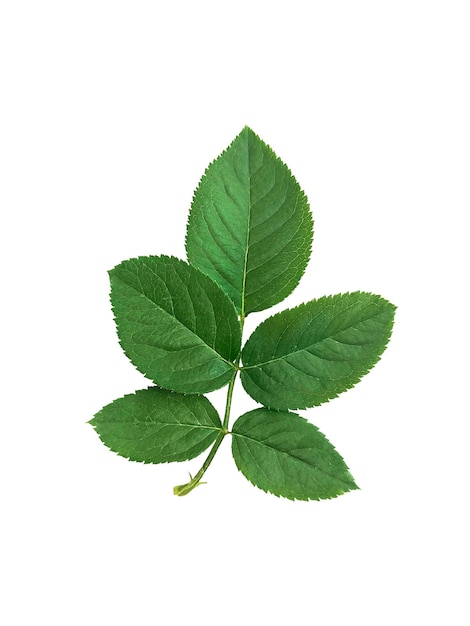 Rose leaves on a white background