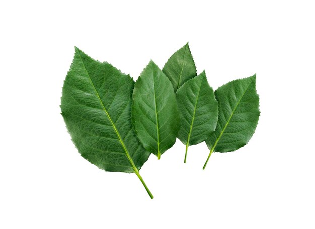 Rose leaves on a white background