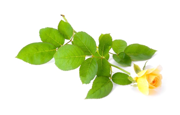 Rose leaves on a white background.