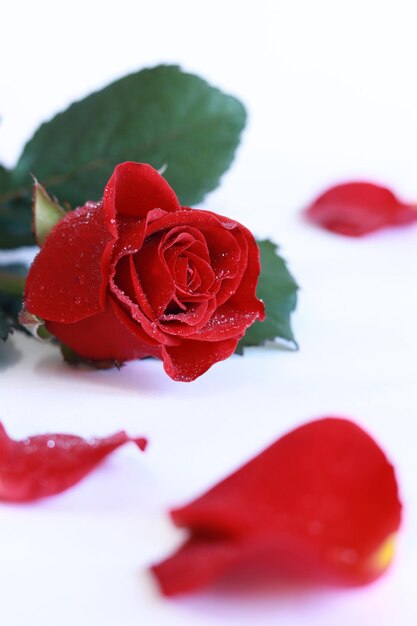 The rose lies on a white background Rose with water drops petals nearby Beautiful flower