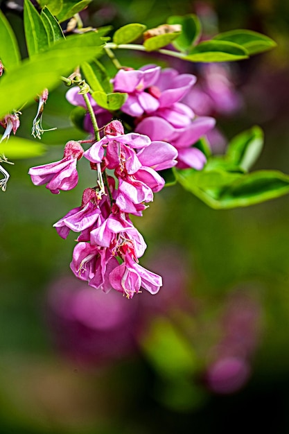 Rose locust flowers in the garden