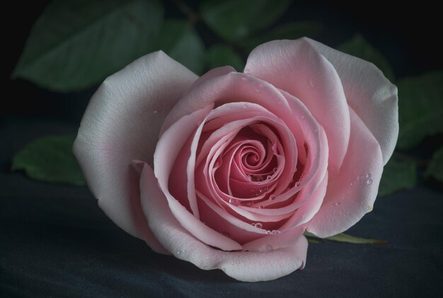 Photo rose for love