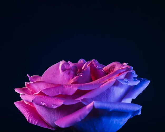 Rose macro bloem roze bloemblaadjes waterdruppels