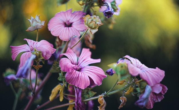 Rose Mallow Silver Cup in de tuin