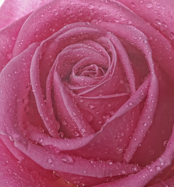 Rose met waterdruppels