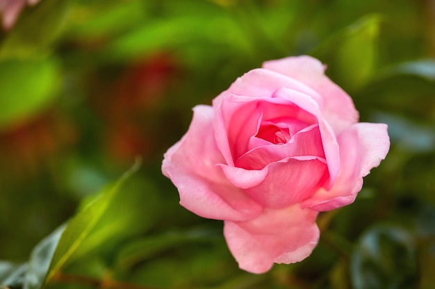 The rose in my garden A photo of a beautiful rose