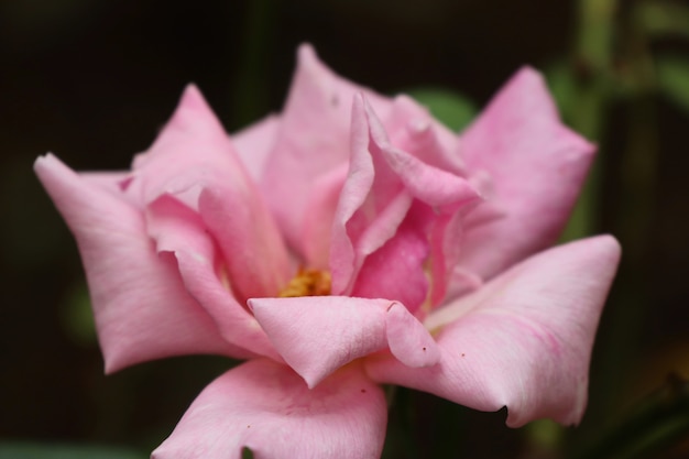 La rosa in naturale