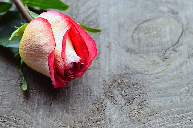 Rose on old wood with copy space.