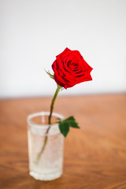 Rose op de tafel in een vaas, een roos gegroeid in zijn tuin, interieurdecoratie