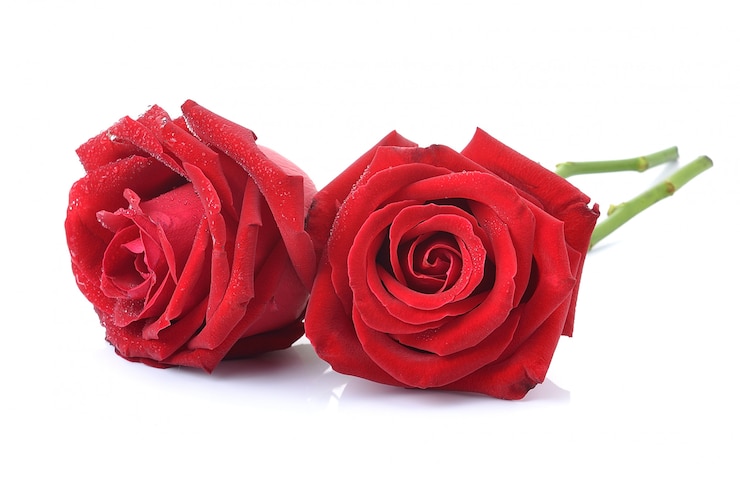 Foto rose op wit geïsoleerd