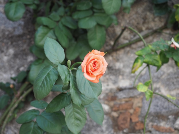 Photo rose orange flower scient name rosa