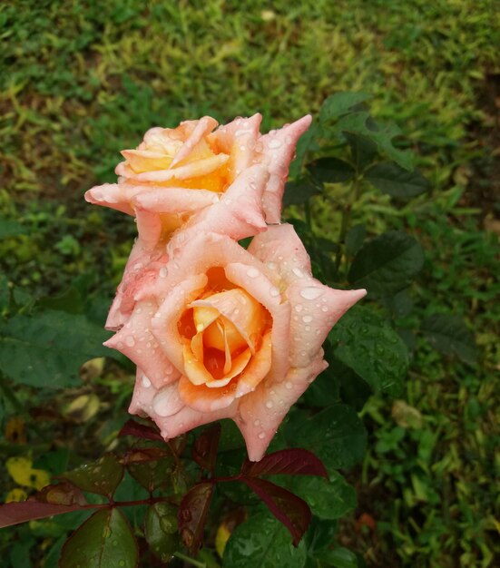 Photo rose orange