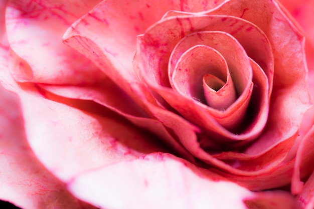 Mestiere di carta rosa, close up of rose fare da carta per sfondo astratto.