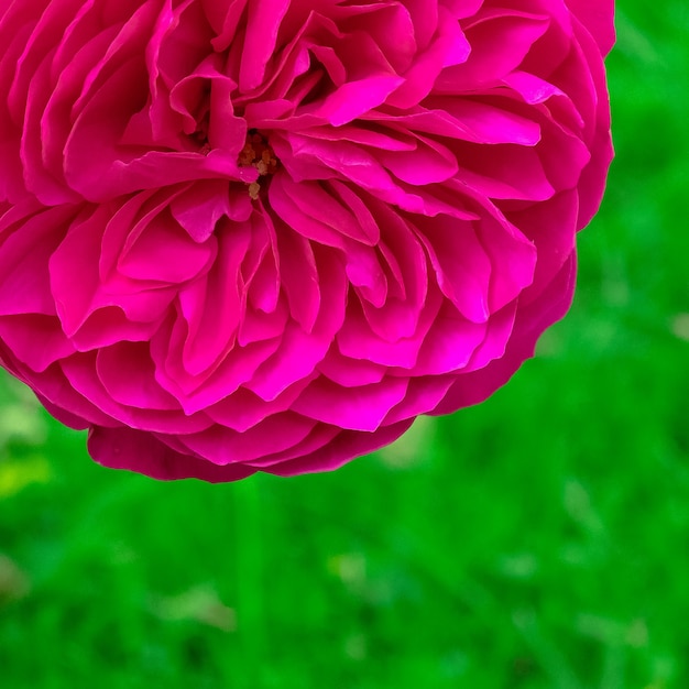 公園でバラ。植物愛好家のコンセプト。最小限