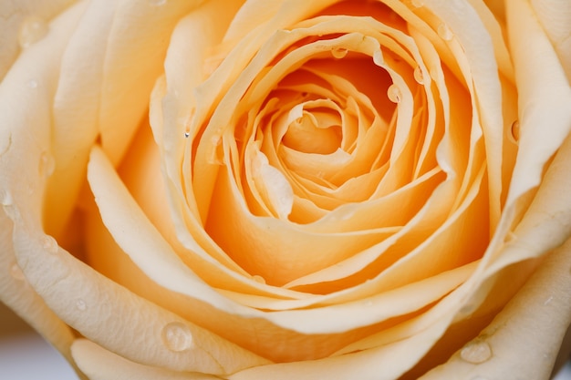 Rose peach with water droplets emphasized on the petals of roses