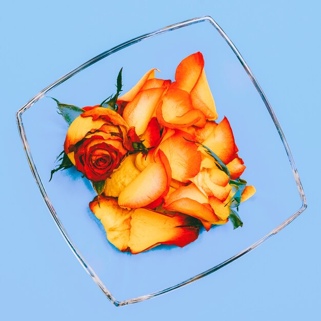 Rose petals on blue background. minimal flat lay art