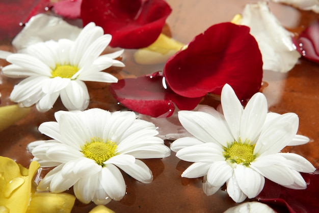 Rose petals and daisy flower on water spa