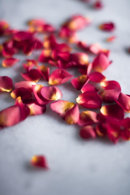 Photo rose petals on marble flatlay wedding holiday and floral background styled concept