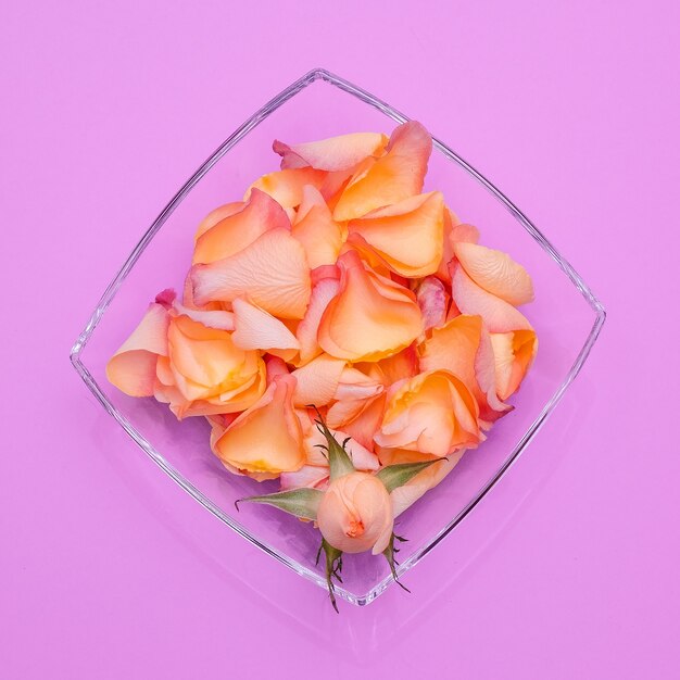 Rose petals minimal flat lay creative art