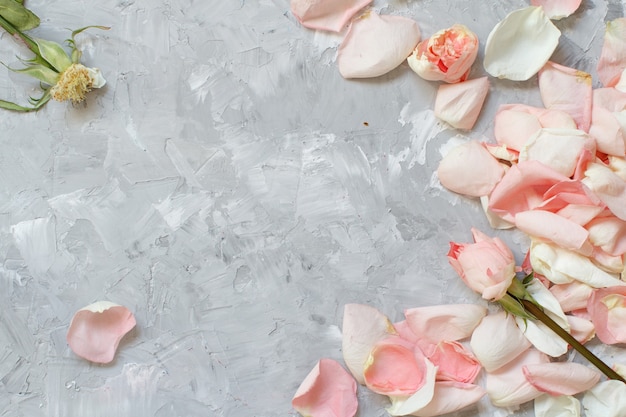 Rose petals and roses on a grey background top view