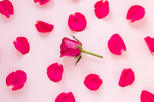 Rosa e petali per san valentino