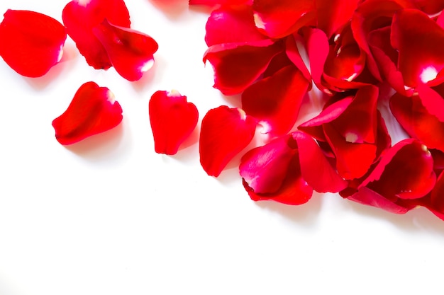 Rose petals on a white background