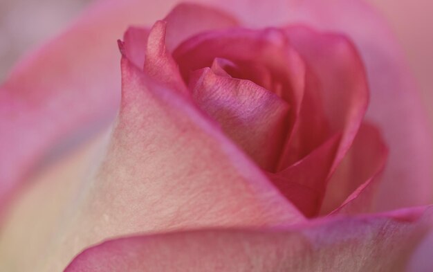 Foto petali di rosa