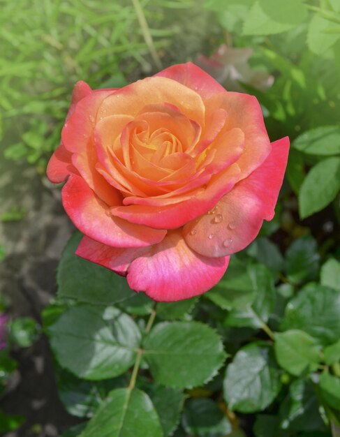 Photo rose petel change from yellow to pink rose aquarell growing outdoor