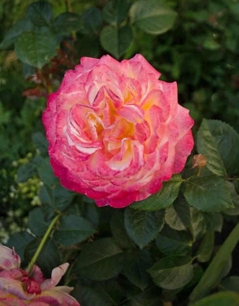 Rose petel change from yellow to pink Rose growing outdoor