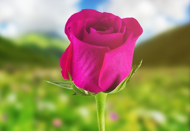 Rose pink against the backdrop of nature