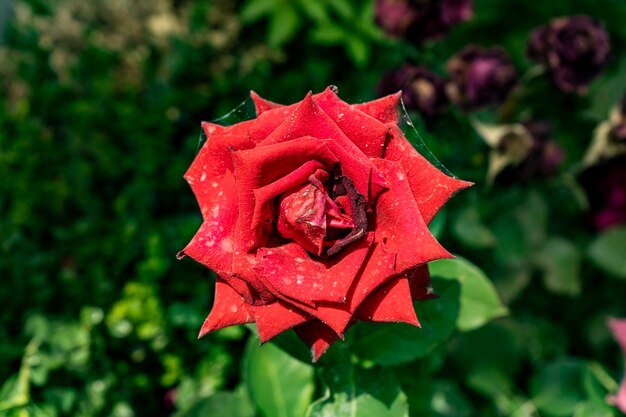 A rose plant in a bird view