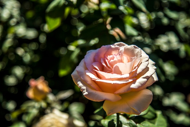 バラ植物の花色ホルンブラ